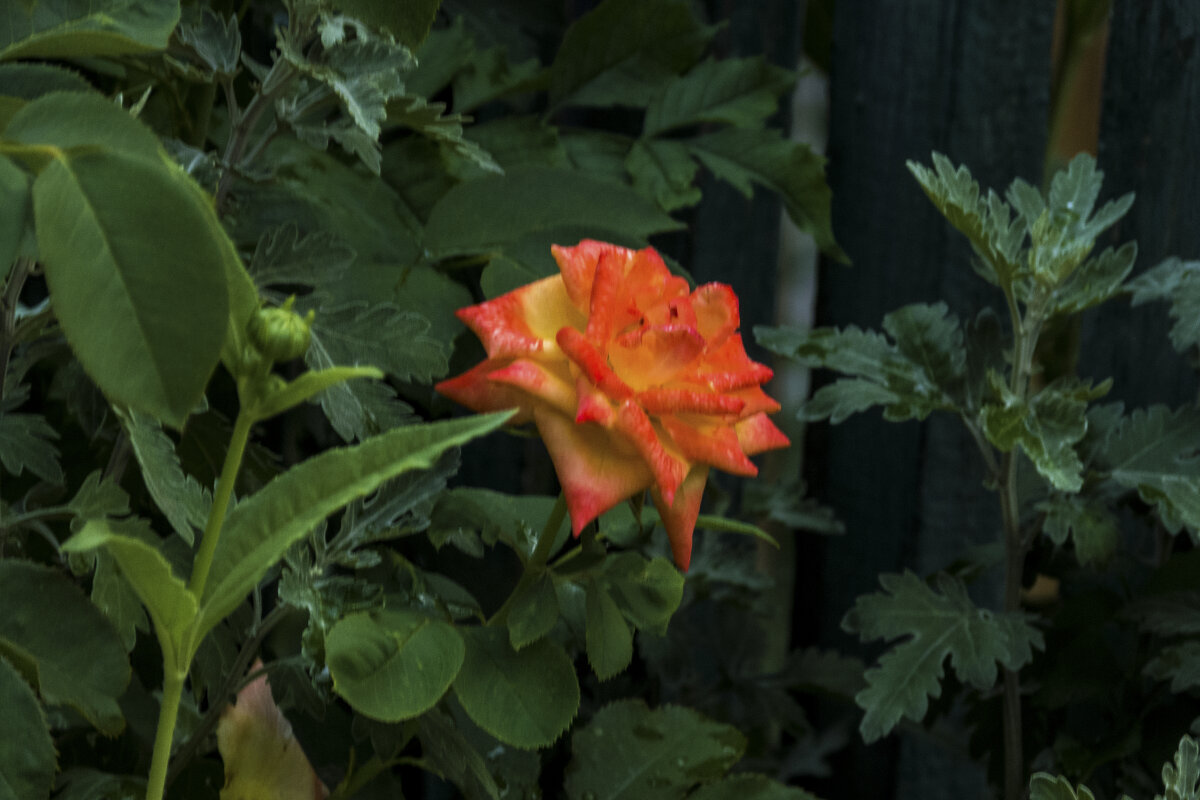 Оранжевая  роза - Валентин Семчишин