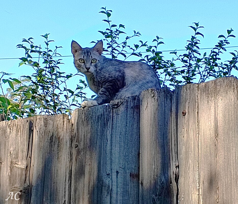 Случайные встречи - Любовь Сахарова Случайные встречи - Любовь Сахарова