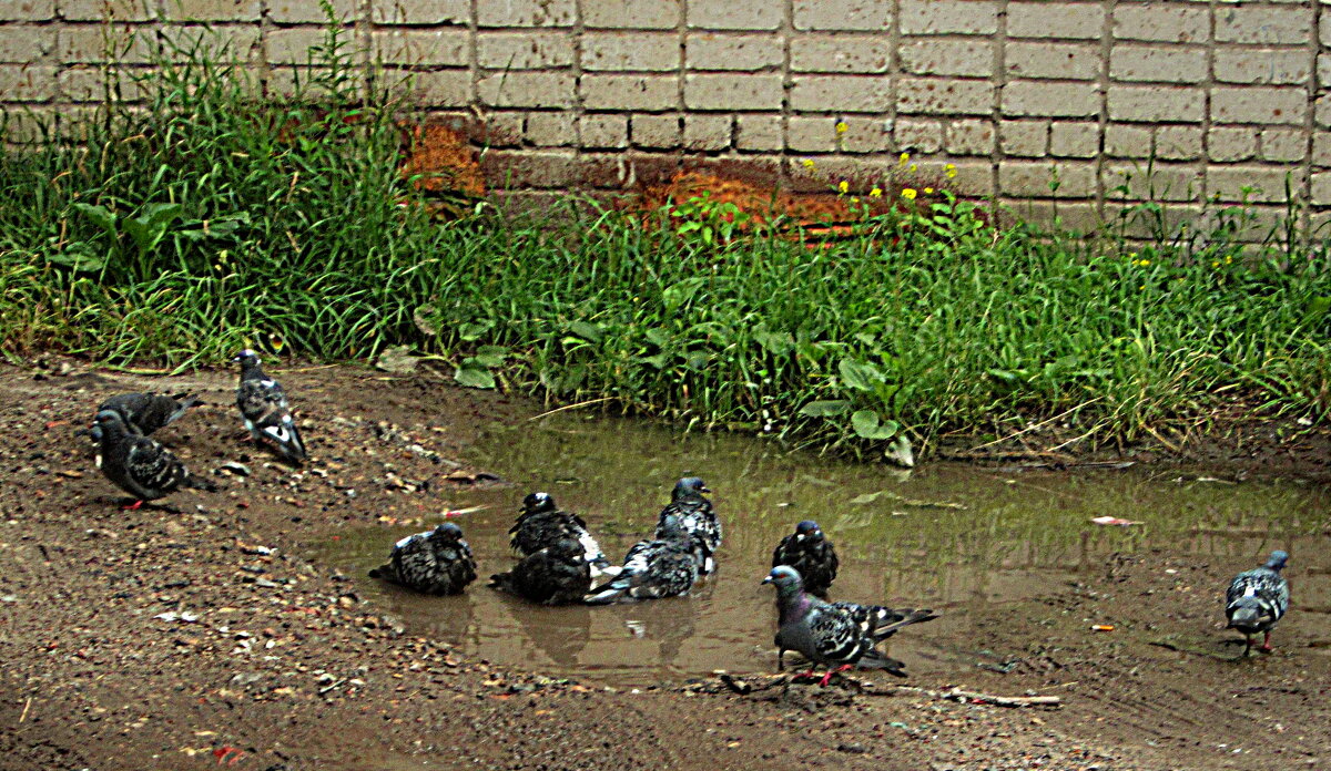 Время купания - Сергей Уткин