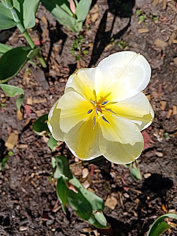 Цвет весны. - Владимир Драгунский