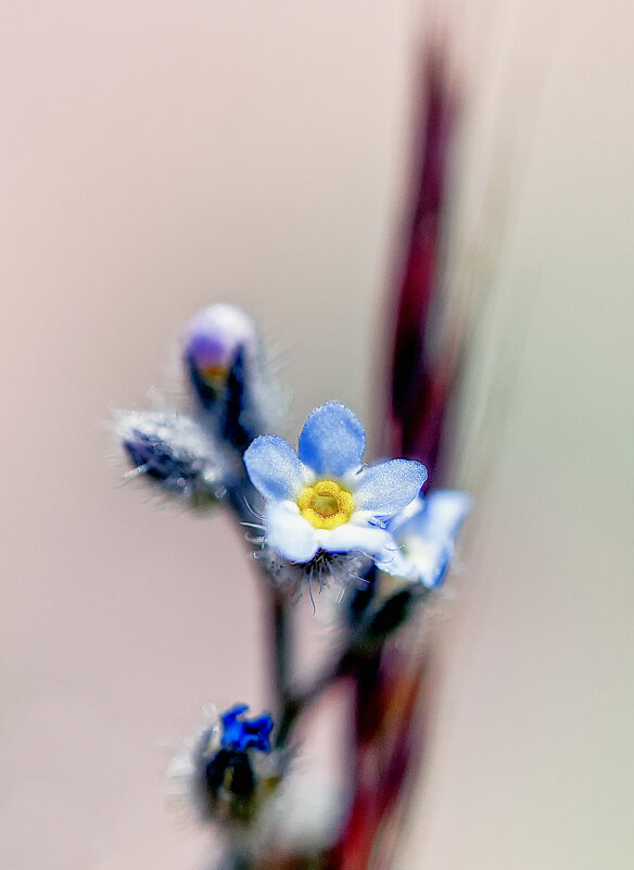 *** - Андроник Александр 