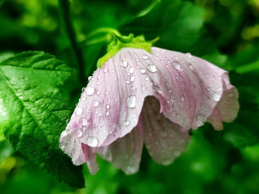 Ах ! Эти летние дожди - Валентина Богатко 