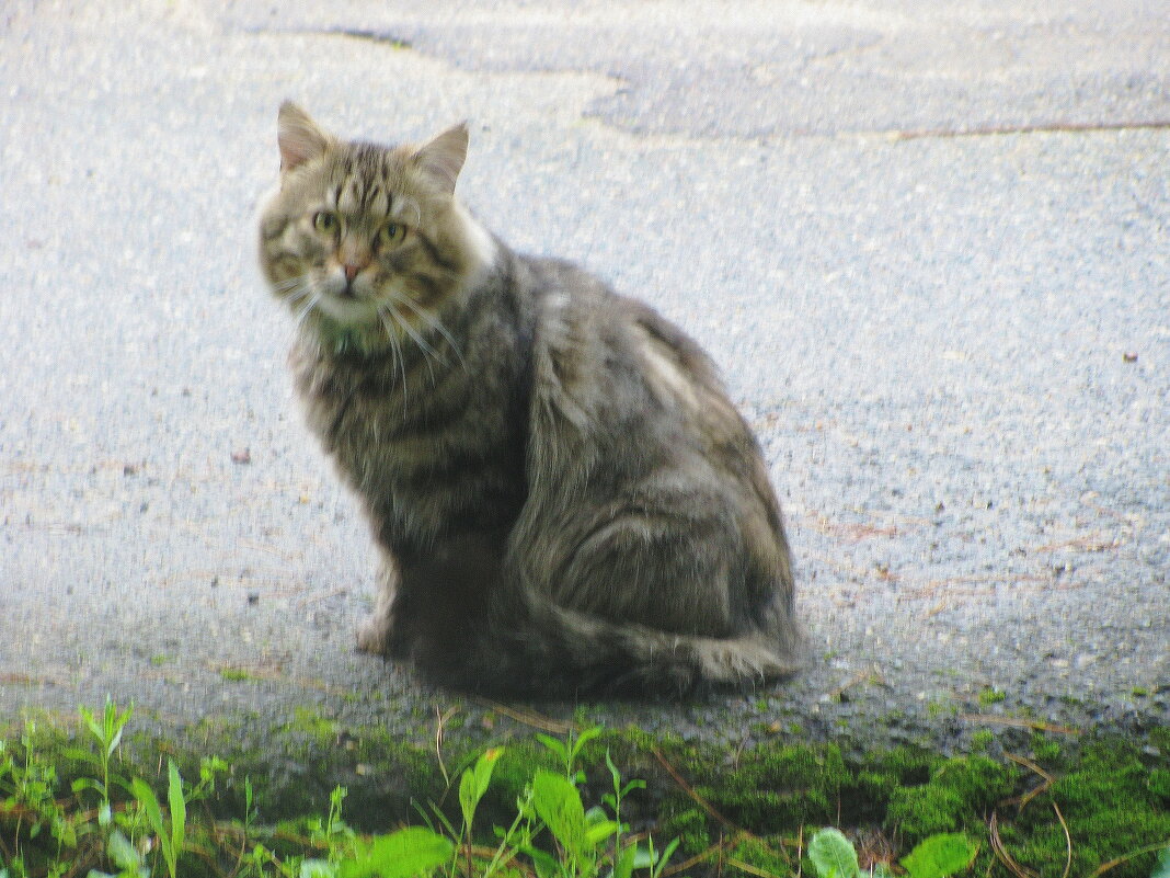 Соседский кот пришёл в гости - Людмила Смородинская
