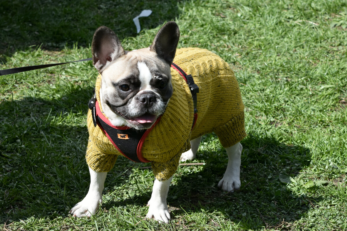 Москва. Парад французских бульдогов в усадьбе «Воронцово». - Наташа ***** Москва. Парад французских бульдогов в усадьбе «Воронцово». - Наташа *****