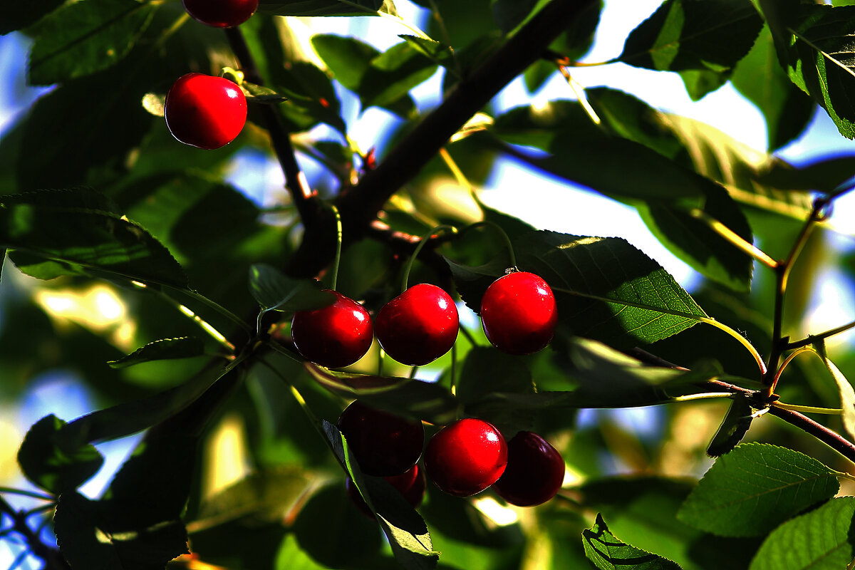 Скоро будет вино - Юрий Гайворонскiий