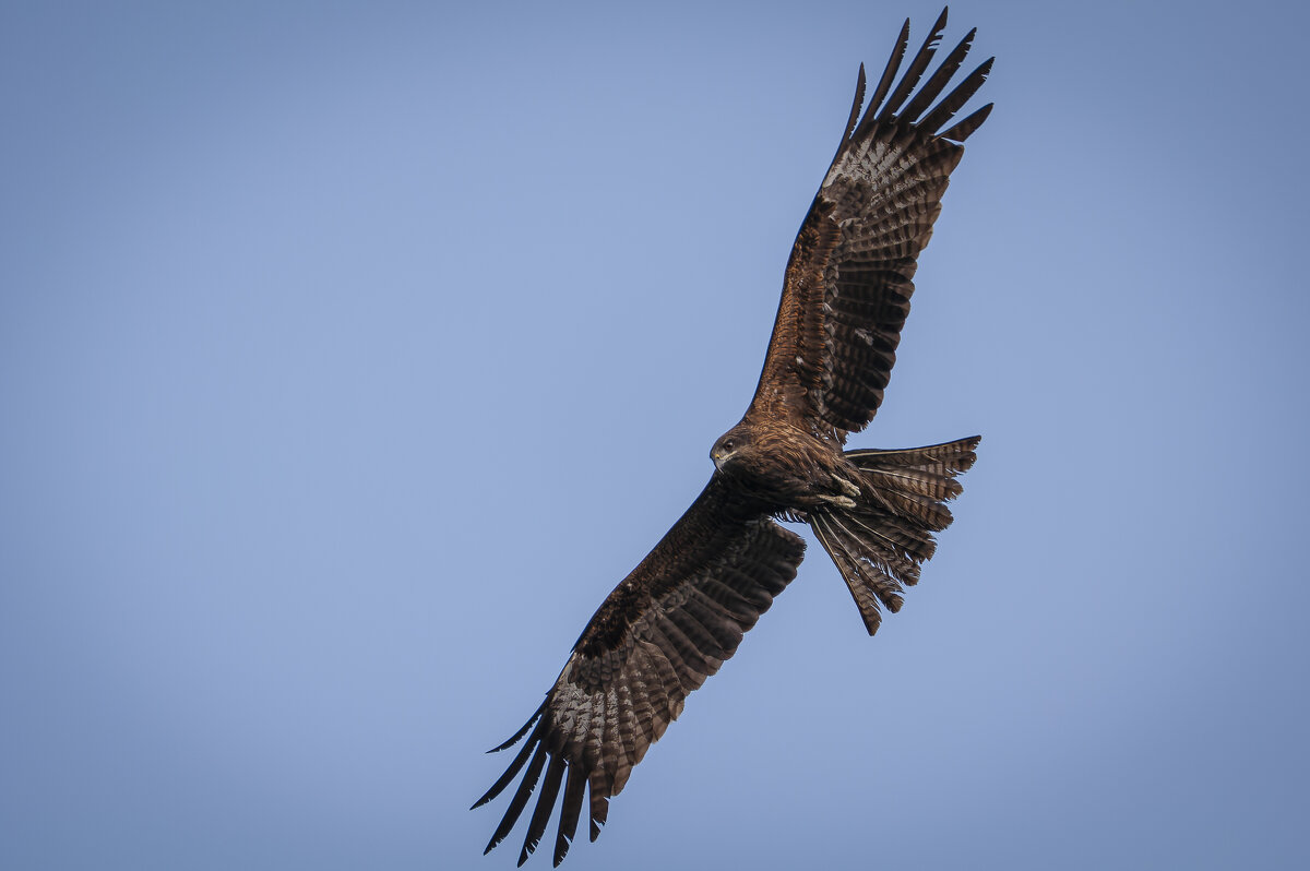 Коршун в полете - Вадим Басов Коршун в полете - Вадим Басов