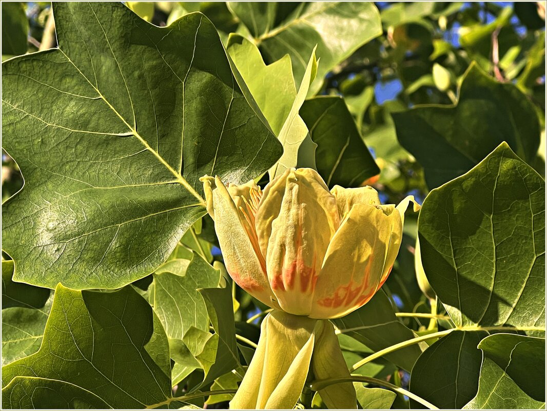 Цветок. - Валерия Комова Цветок. - Валерия Комова