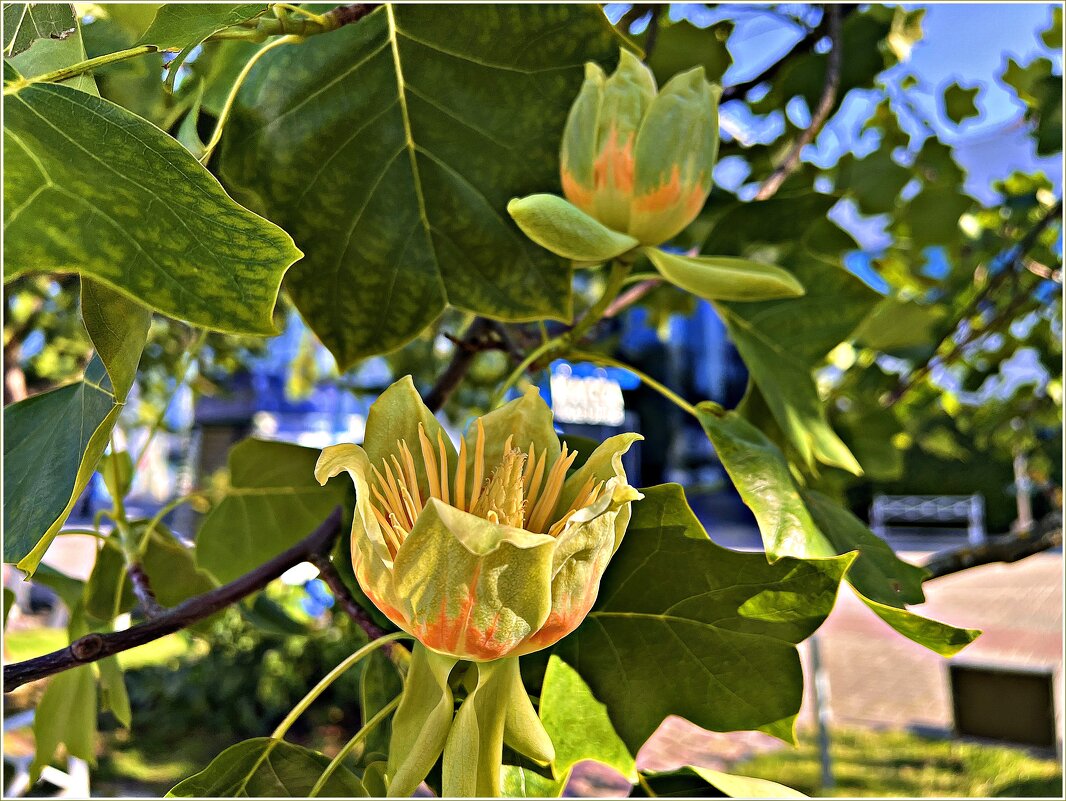 Распускающиеся цветы тюльпанового дерева. - Валерия Комова