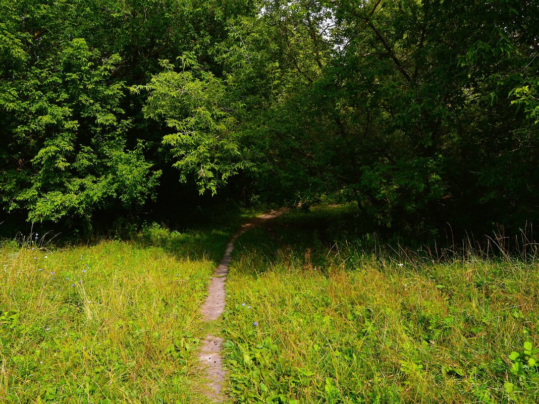 Ядрин. Тропинка пойменного леса реки Суры летом. - Пётр Чернега Ядрин. Тропинка пойменного леса реки Суры летом. - Пётр Чернега