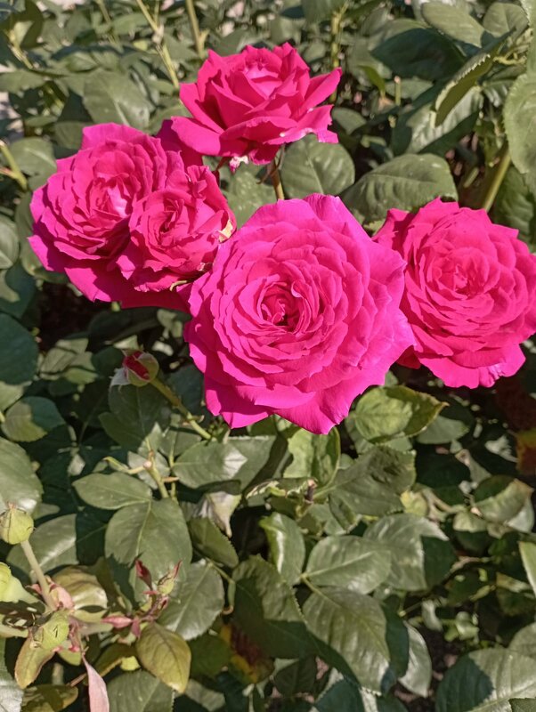 Розочки - Елена Семигина