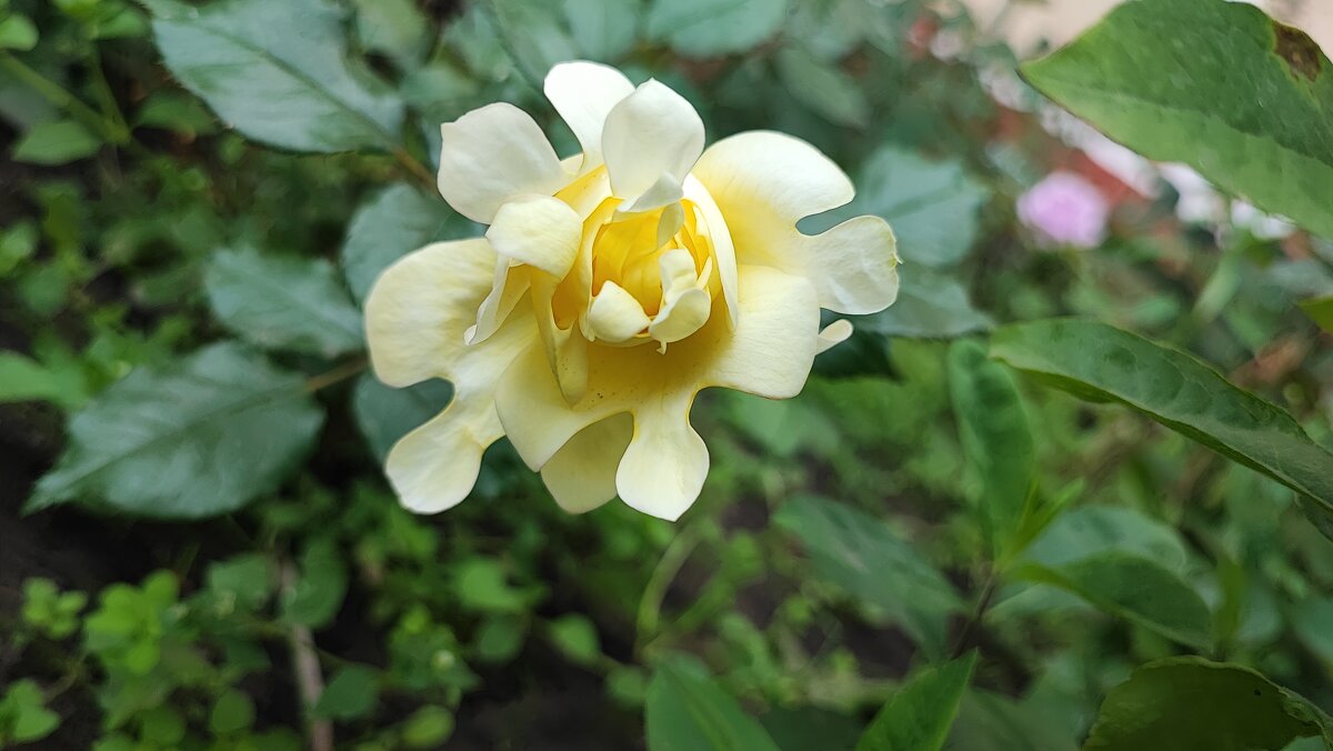 ,,, - Сергей Тимоновский