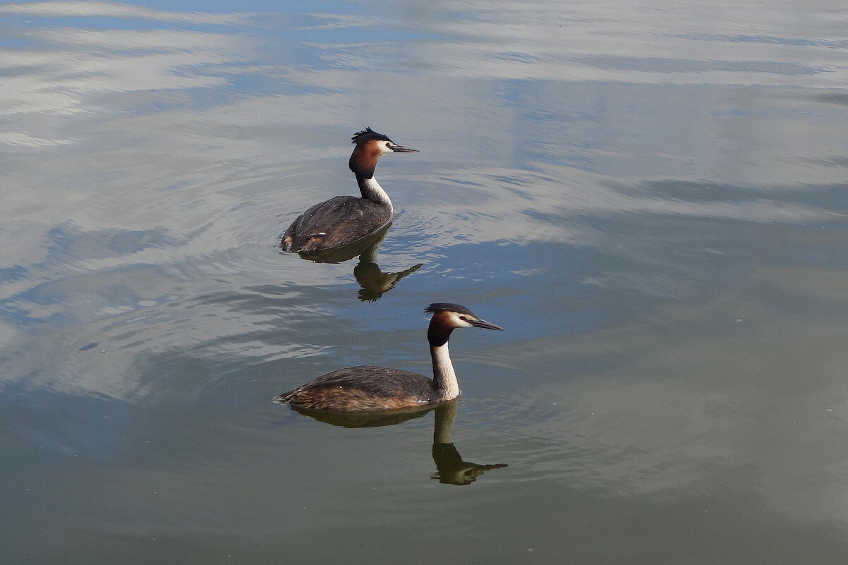 Чомга - Рита Симонова