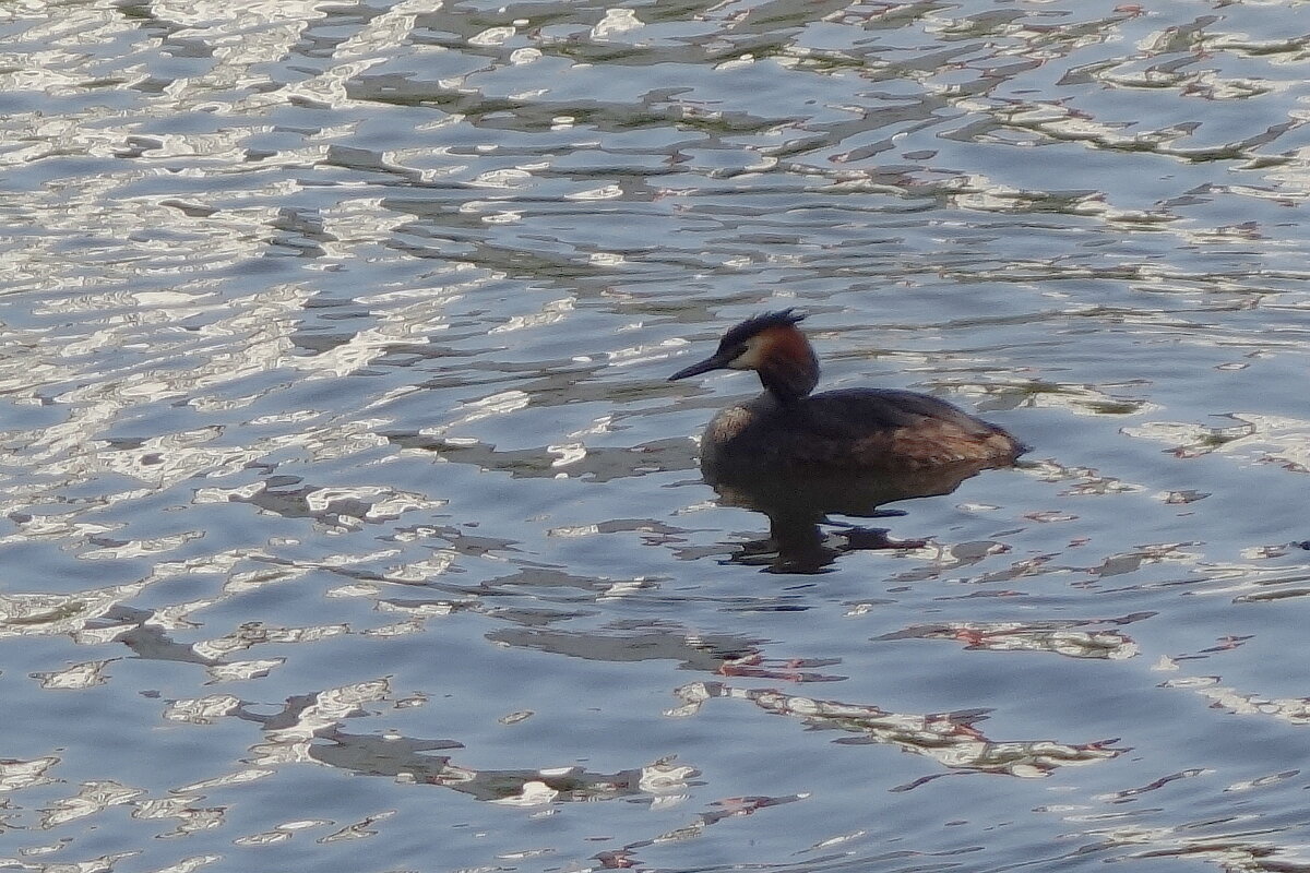 Чомга в вечернем свете - Рита Симонова