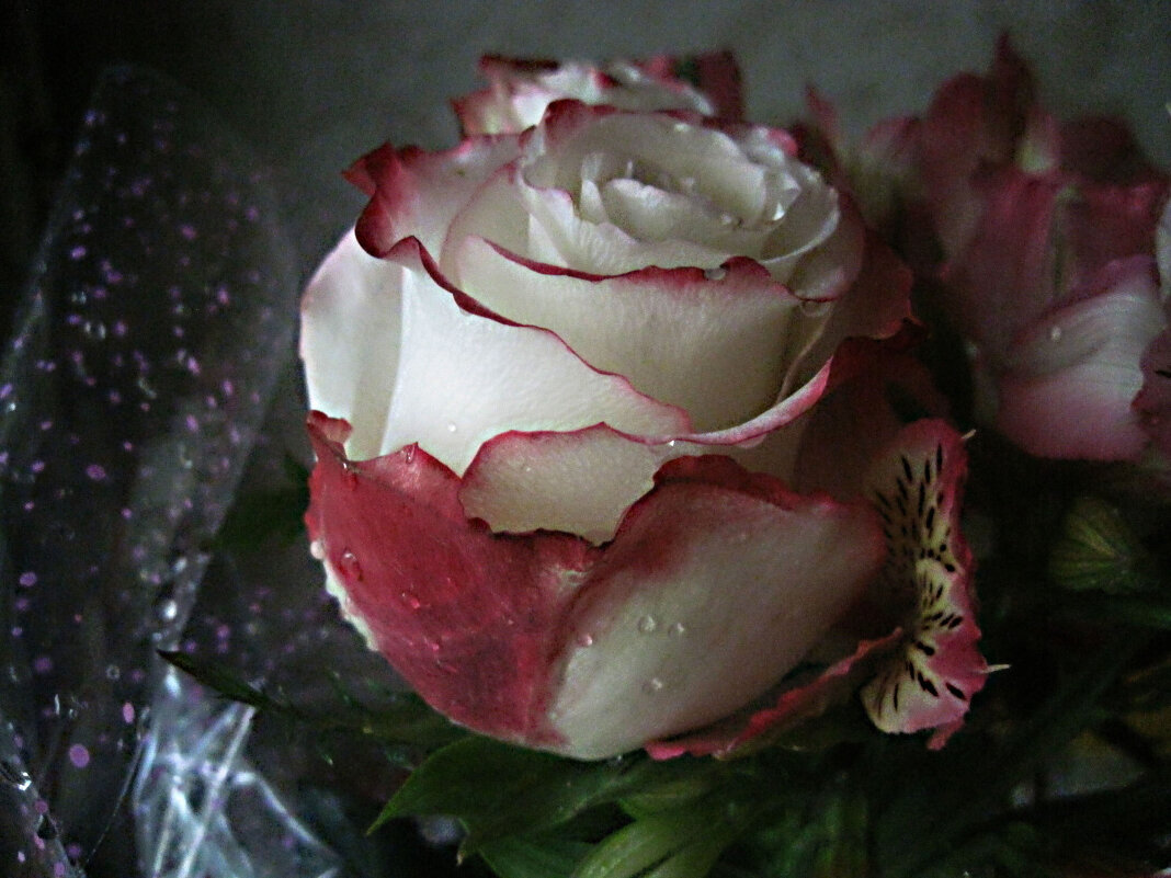 Роза - Елена Семигина