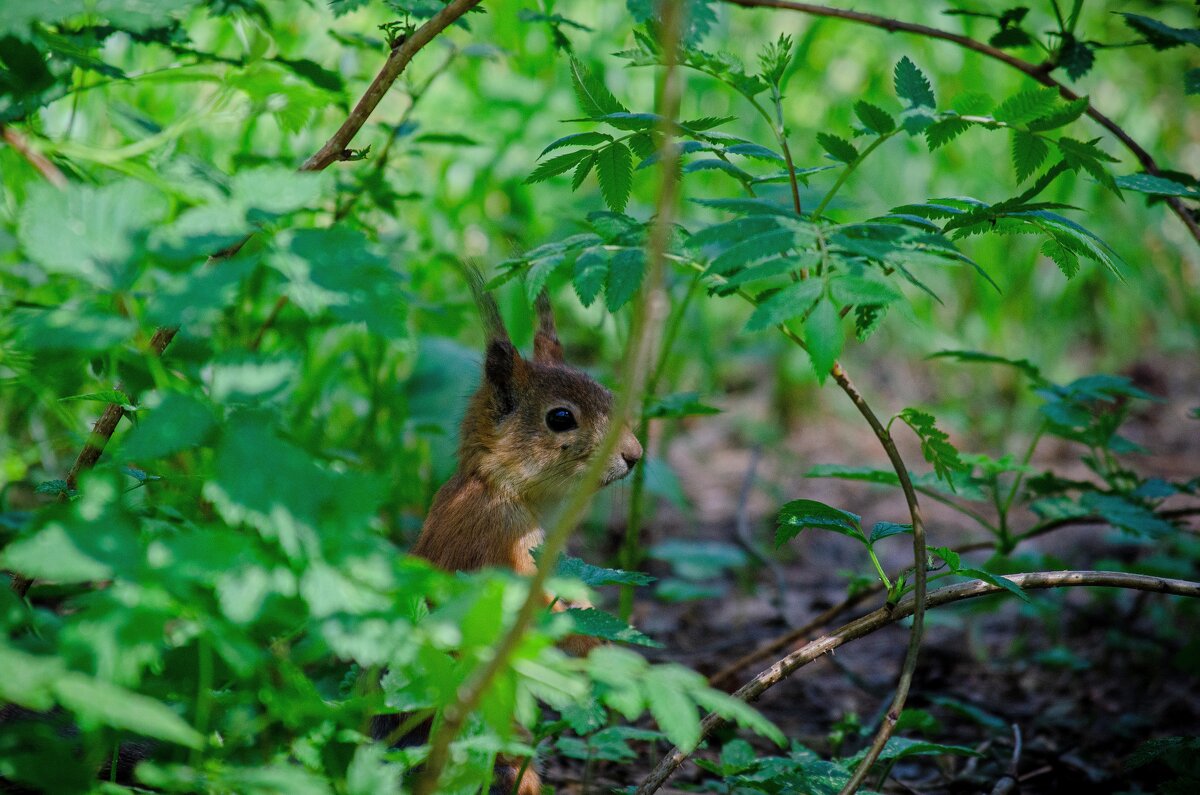 Белка - Александр Бочериков