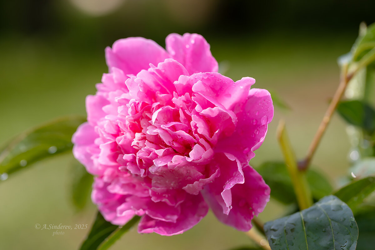 Цветок розового пиона - Александр Синдерёв