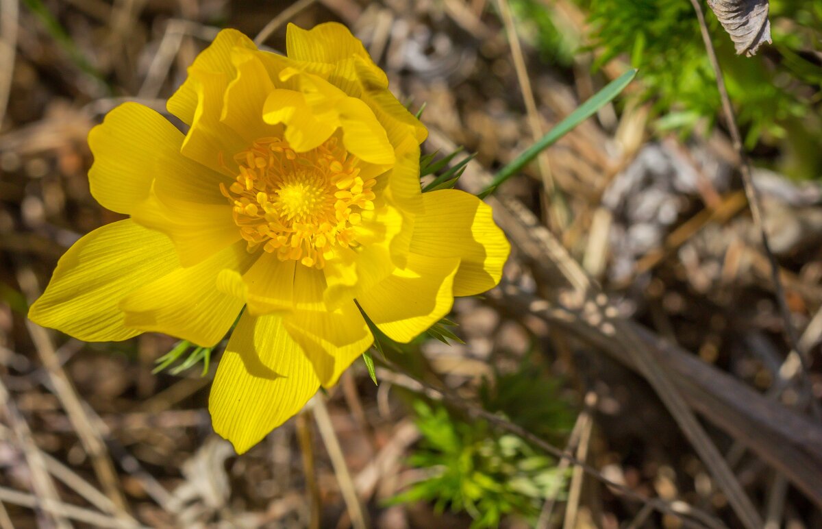 Адонис весенний. - Алексей Трухин
