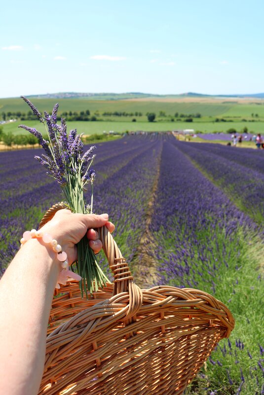 аромат лаванды - Светлана Баталий аромат лаванды - Светлана Баталий