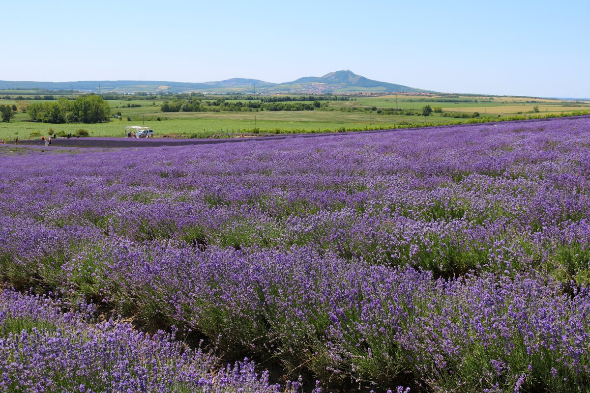 лавандовое море - Светлана Баталий