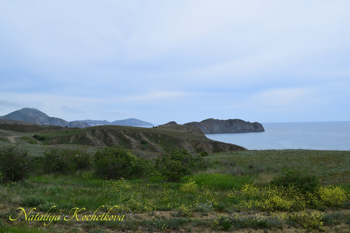 Природа Крыма - Amazing Cosmea Природа Крыма - Amazing Cosmea