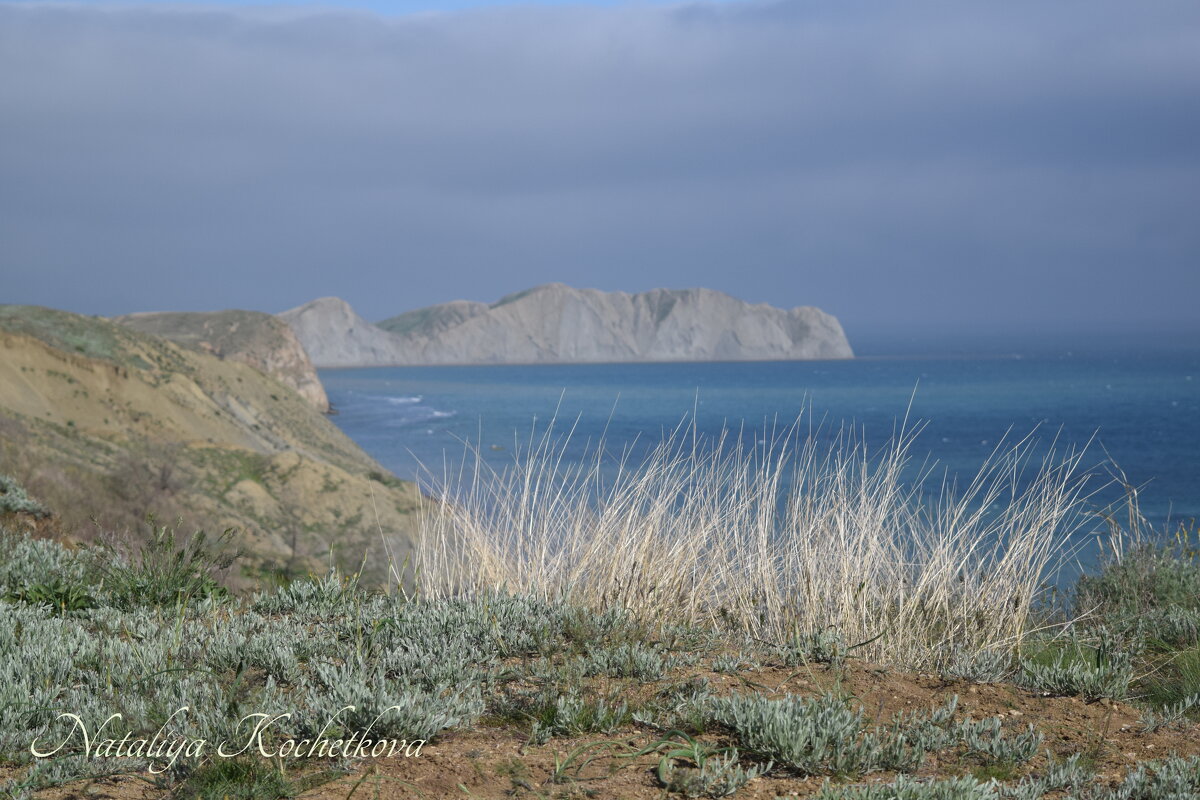 Природа Крыма - Amazing Cosmea