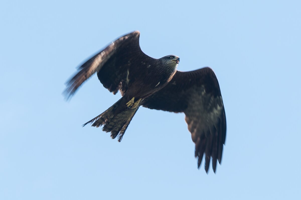 Чёрный коршун (лат. Milvus migrans) - Яков Хруцкий