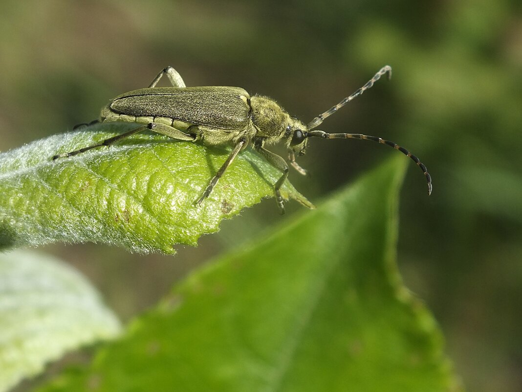 ** - Зоя Мишина