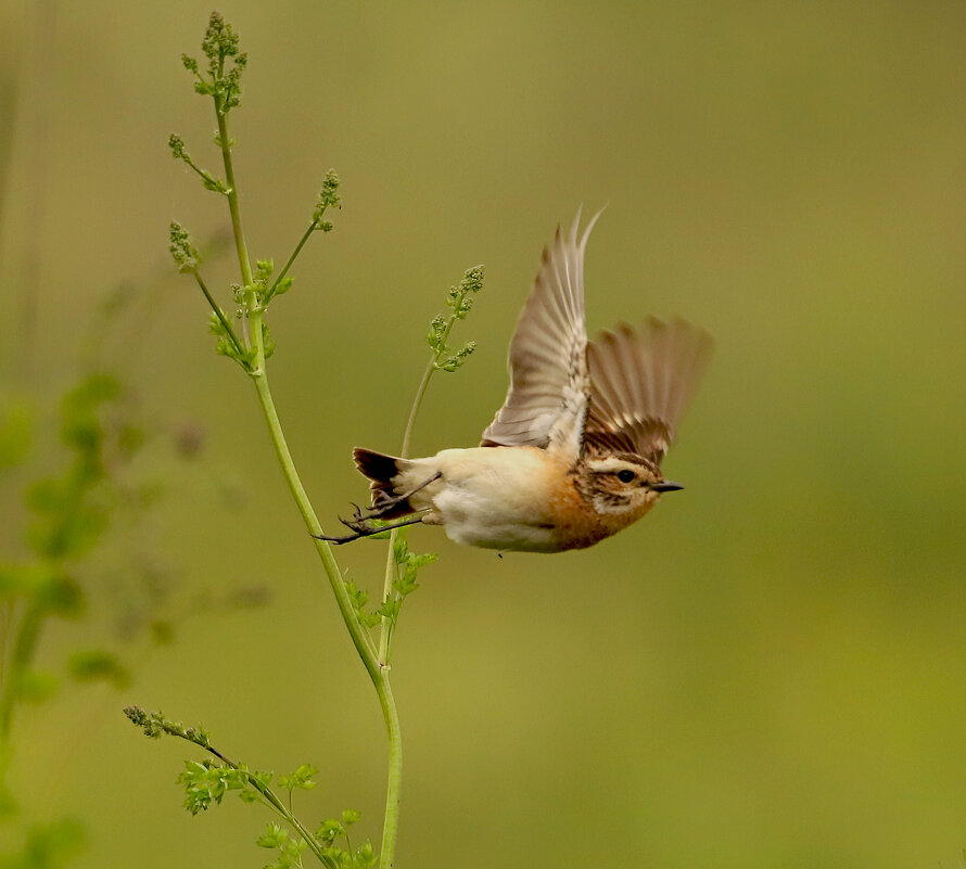Луговой чекан - Светлана 
