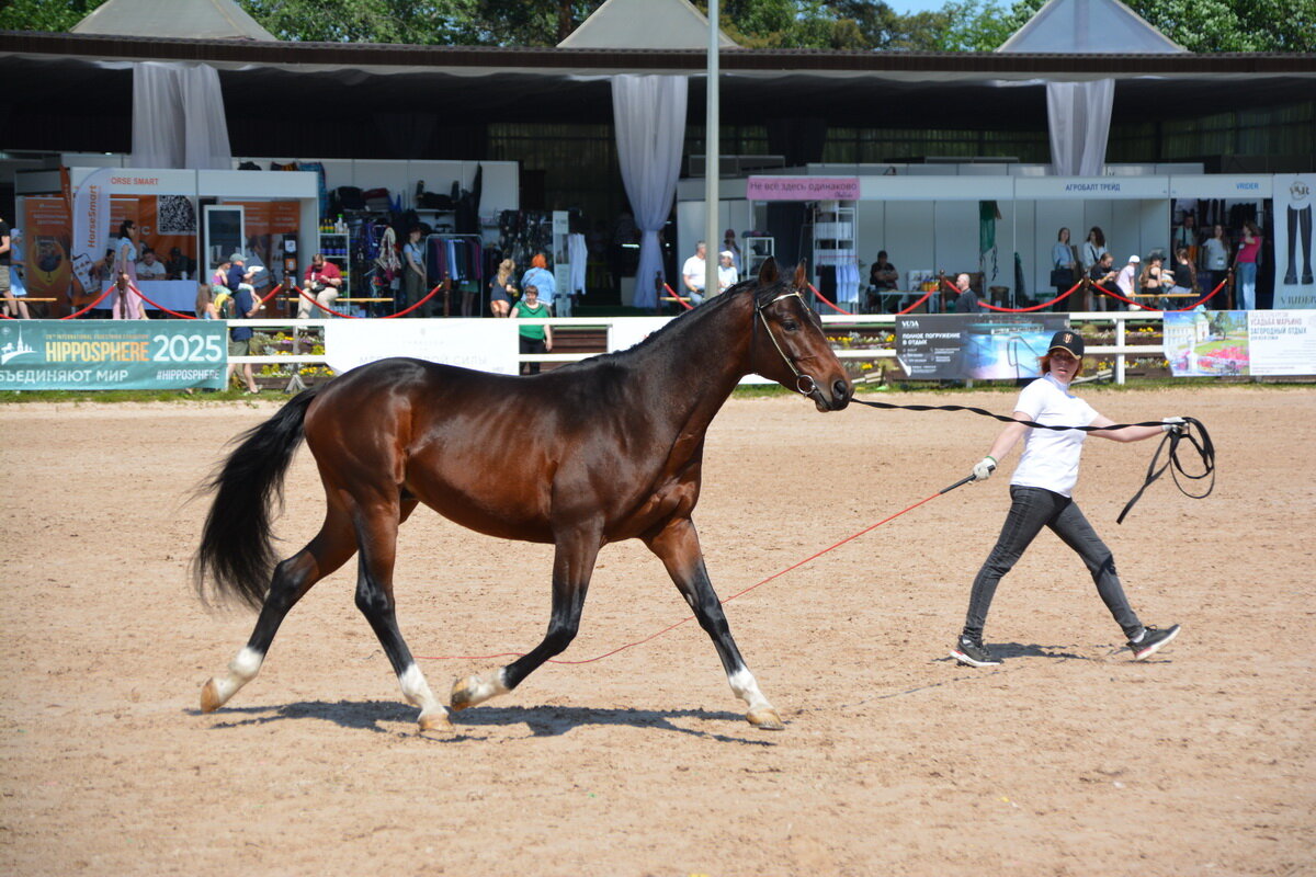 Международная конная выставка "Иппосфера" 2025 - Николай 