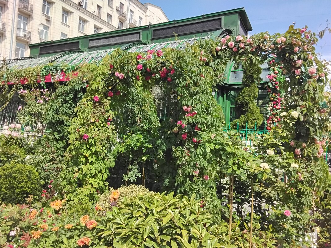 Арки из цветов на площади Тверской - Дмитрий Никитин