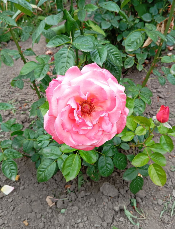 ... - Константин Штарк ... - Константин Штарк