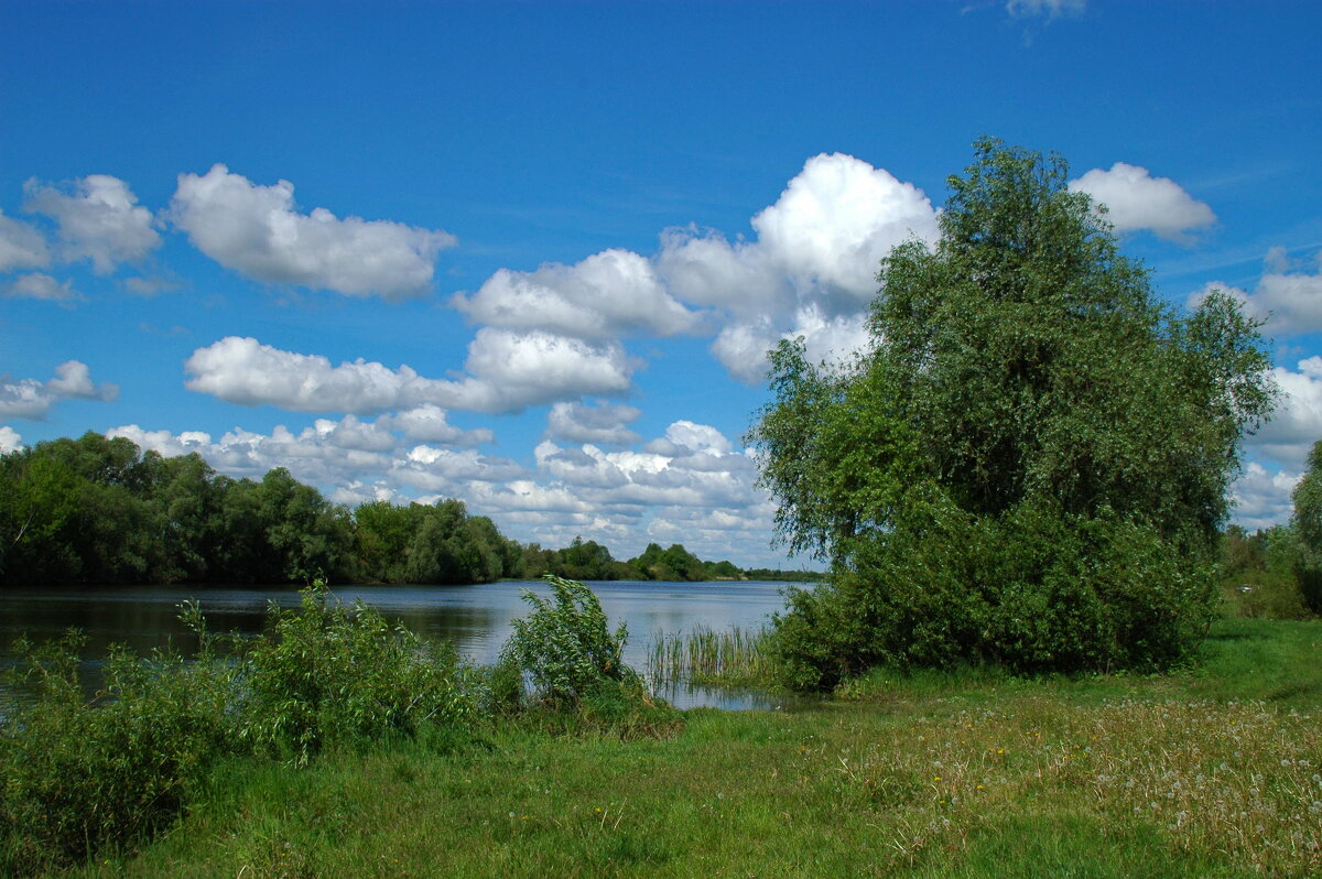 ... - Елена Пономарева