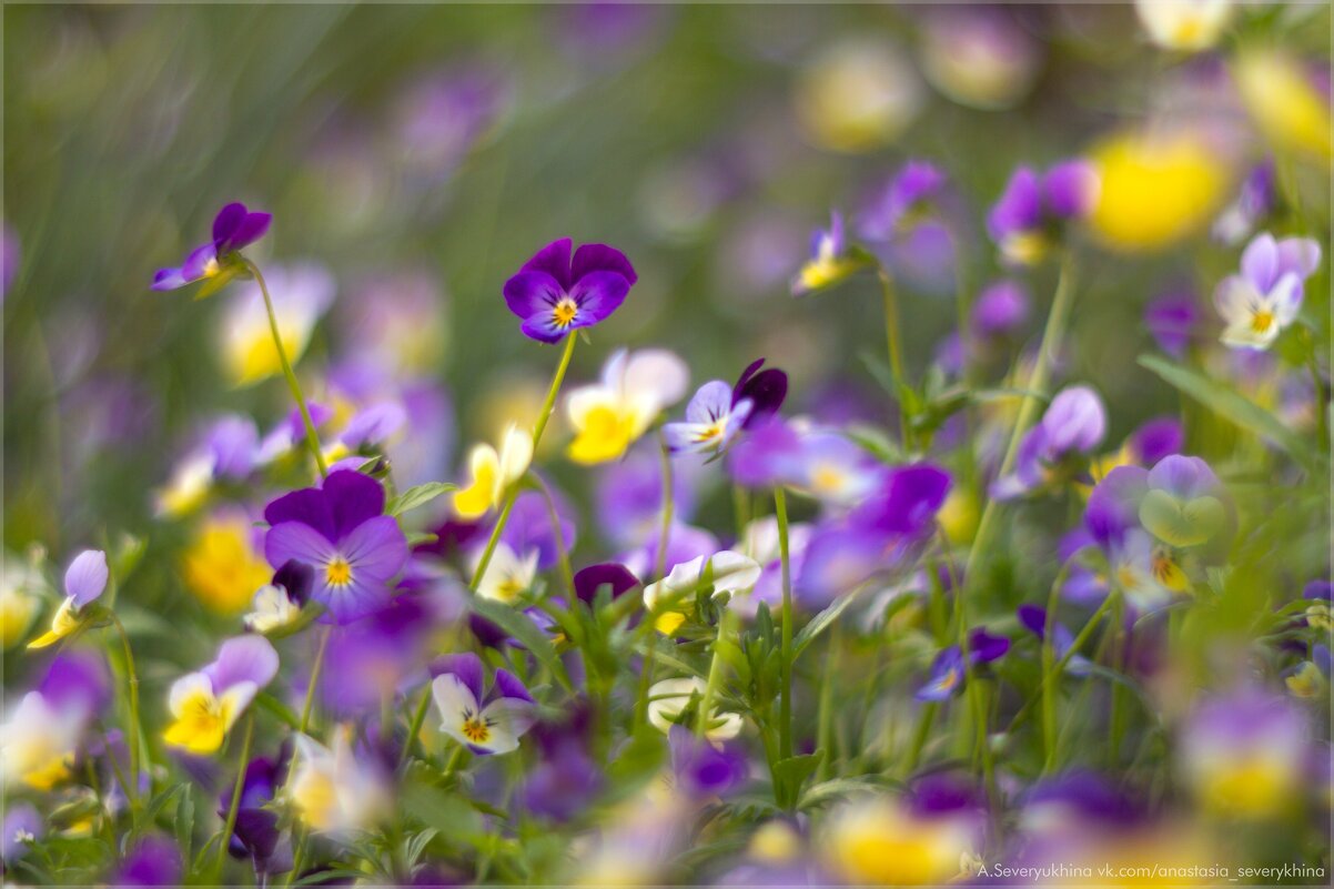 Анютины глазки - Анастасия Северюхина Анютины глазки - Анастасия Северюхина