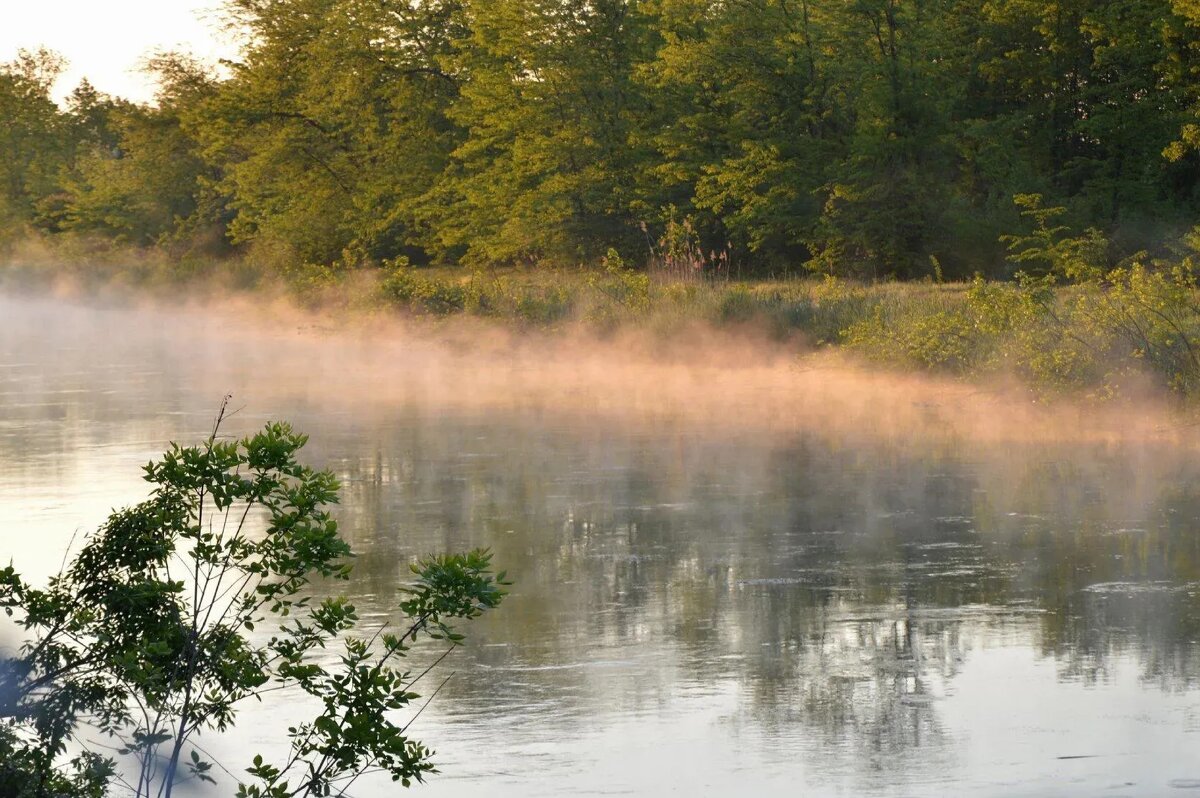 Утренняя нега.... - Надежда Куркина 
