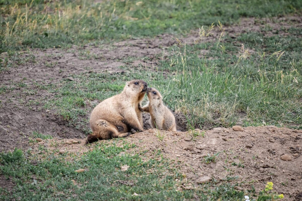 Нежность.... - Зинаида Манушкина