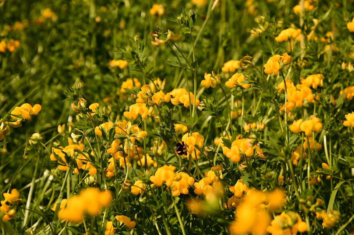 природа - סּﮗRuslan HAIBIKE Sevastyanovסּﮗסּ