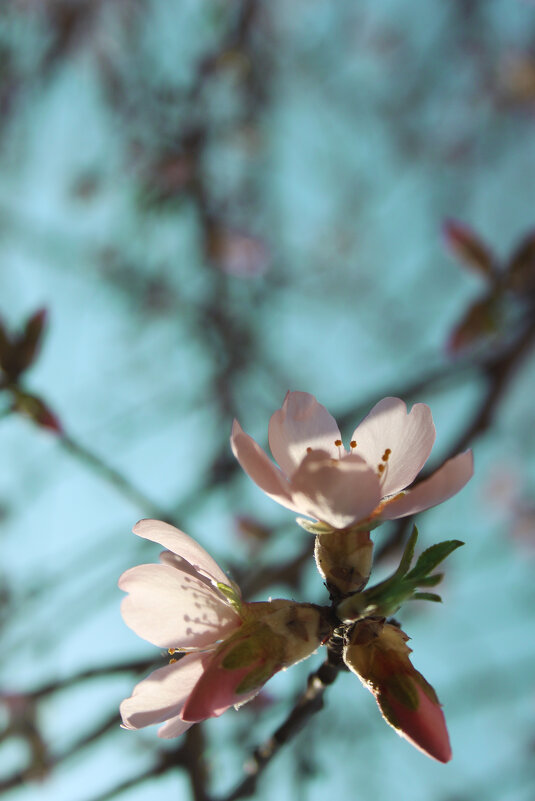 *** - Яна Горбунова