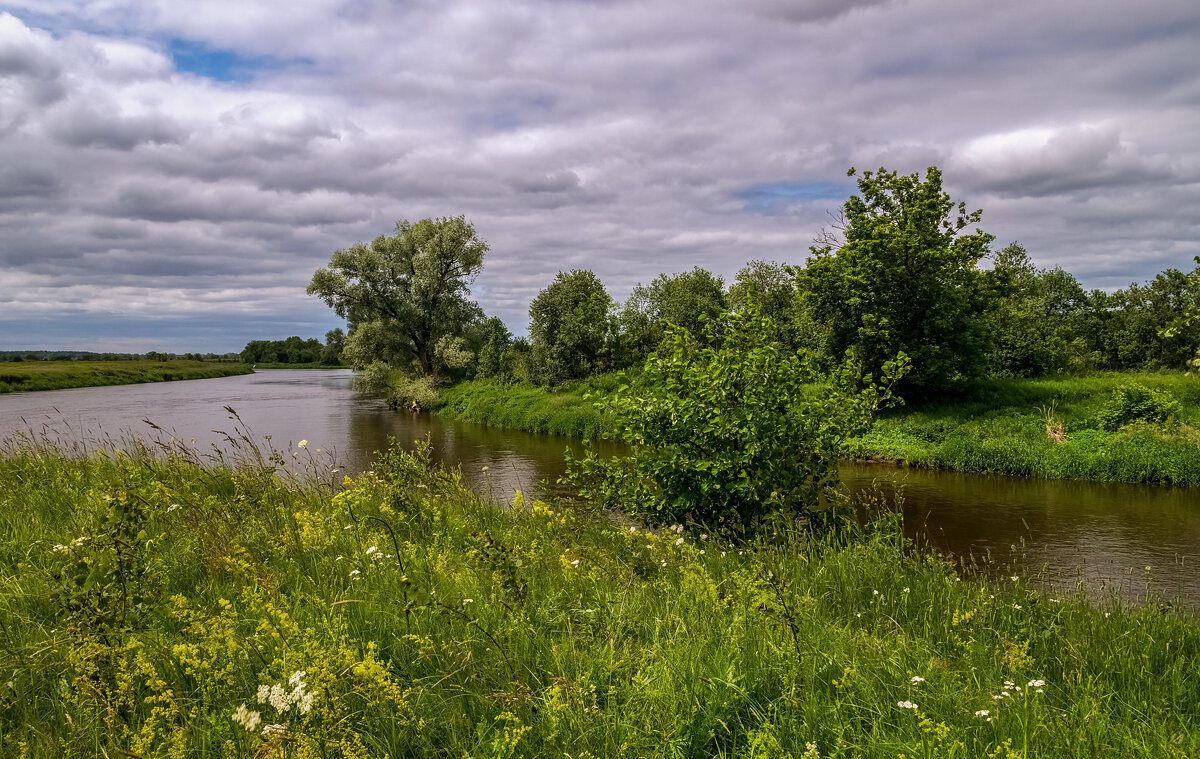 Подмосковный июнь 3 - Андрей Дворников