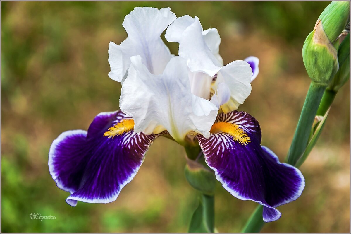 Лето... - Aquarius - Сергей Лето... - Aquarius - Сергей