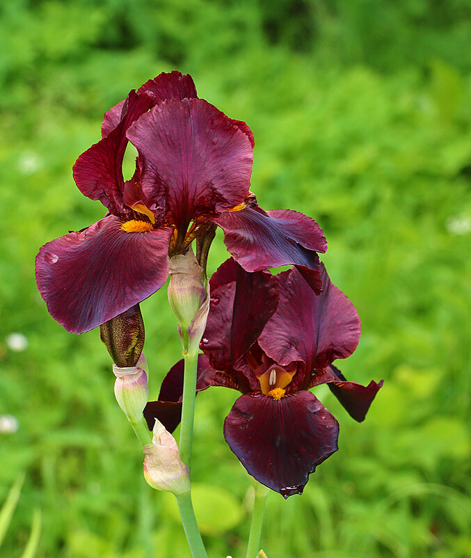 18 июня - всё ещё ирисы! - Светлана 18 июня - всё ещё ирисы! - Светлана