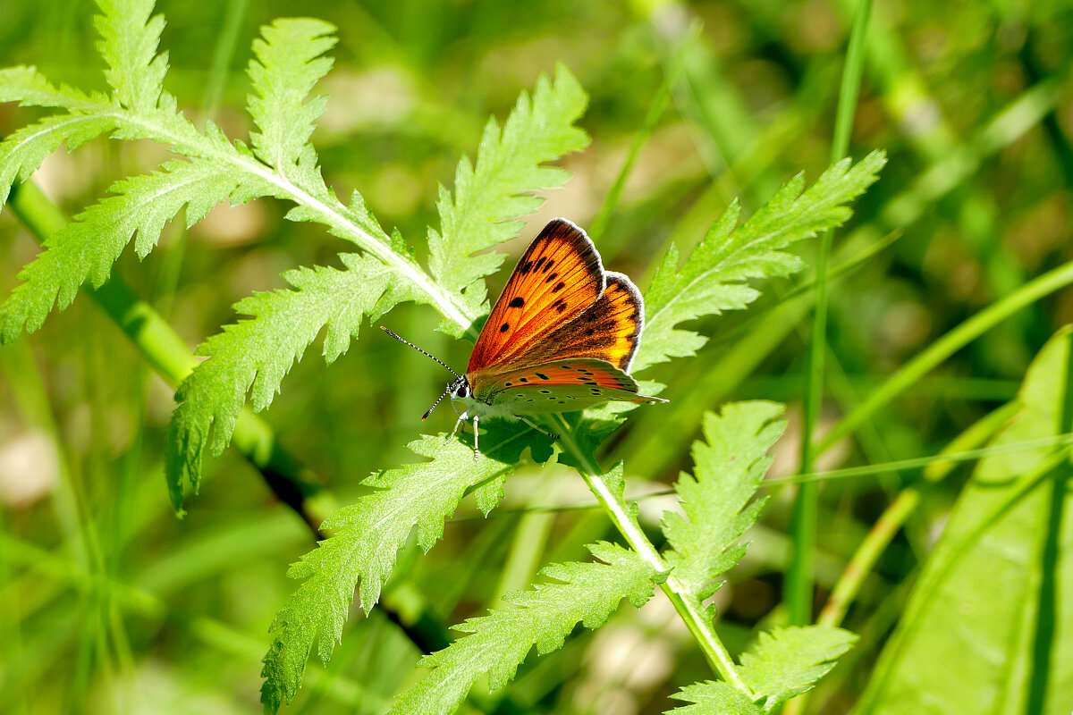 опять про бабочек 48 - Александр Прокудин