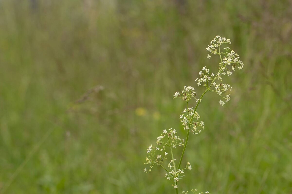 Травы Владимирской области - Николай Чичерин Травы Владимирской области - Николай Чичерин