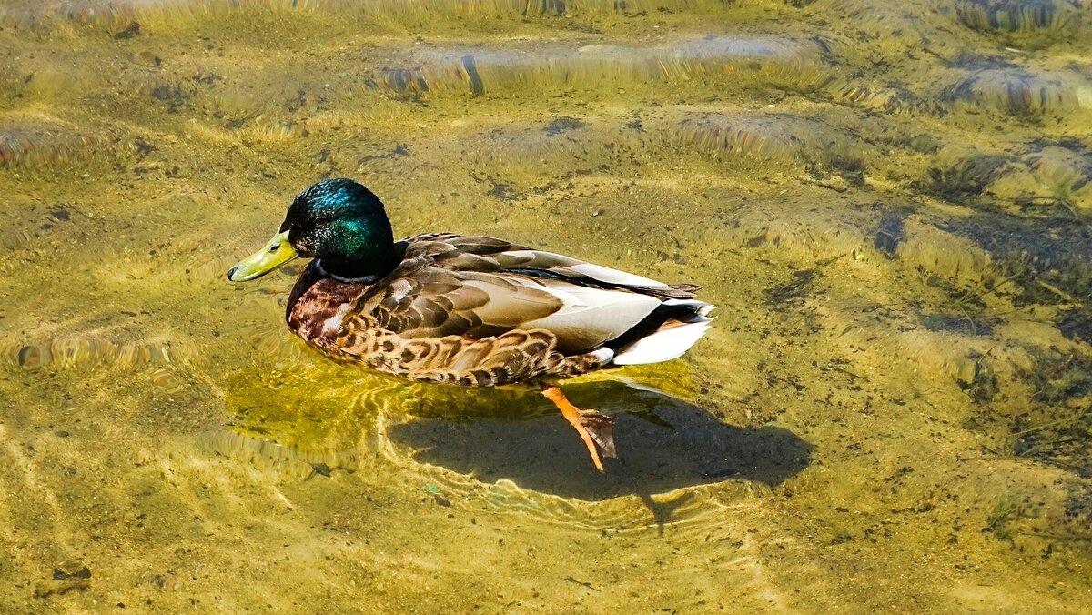 Селезень кряквы в прозрачной воде водоёма. - Милешкин Владимир Алексеевич Селезень кряквы в прозрачной воде водоёма. - Милешкин Владимир Алексеевич