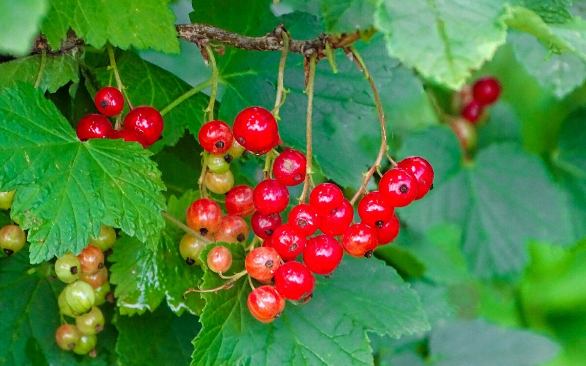 Зреет красная смородина. - Милешкин Владимир Алексеевич 