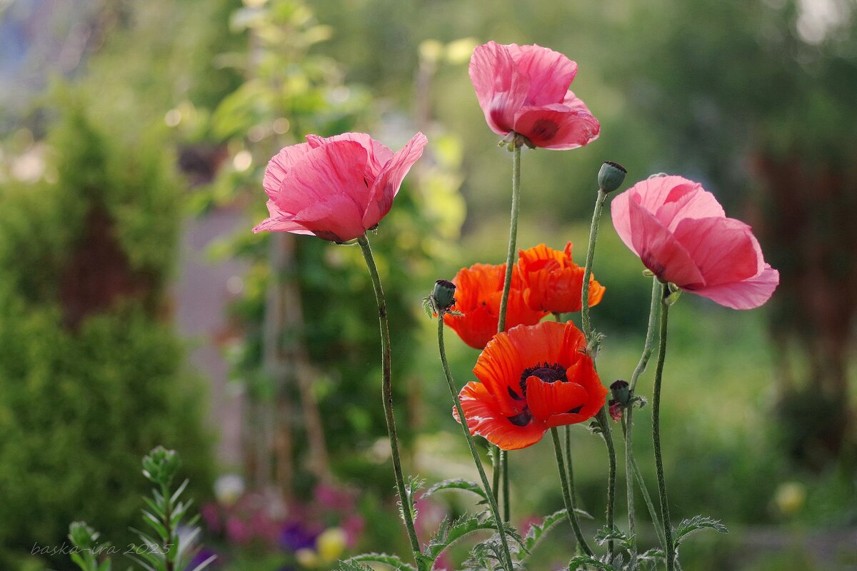 Мои прекрасные маки - Ирина Баскакова