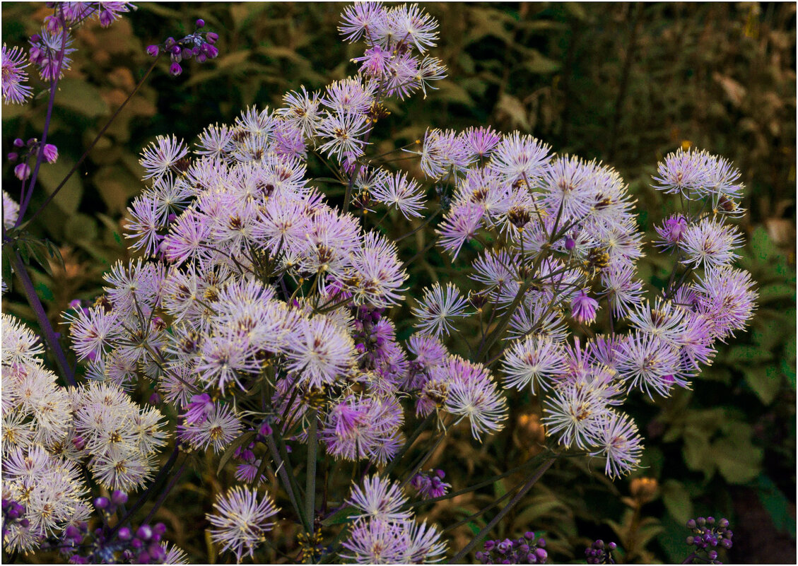 Василистник - Валентин Котляров