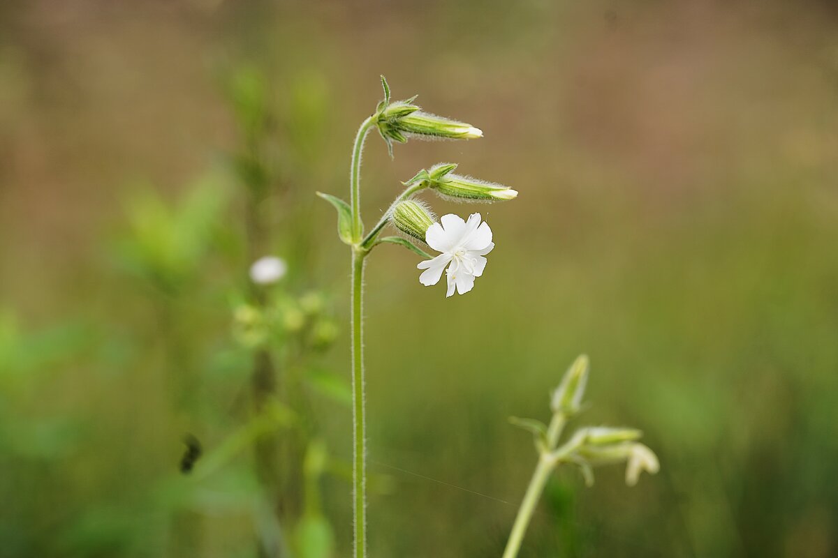Дрема белая - Татьяна Тюменка