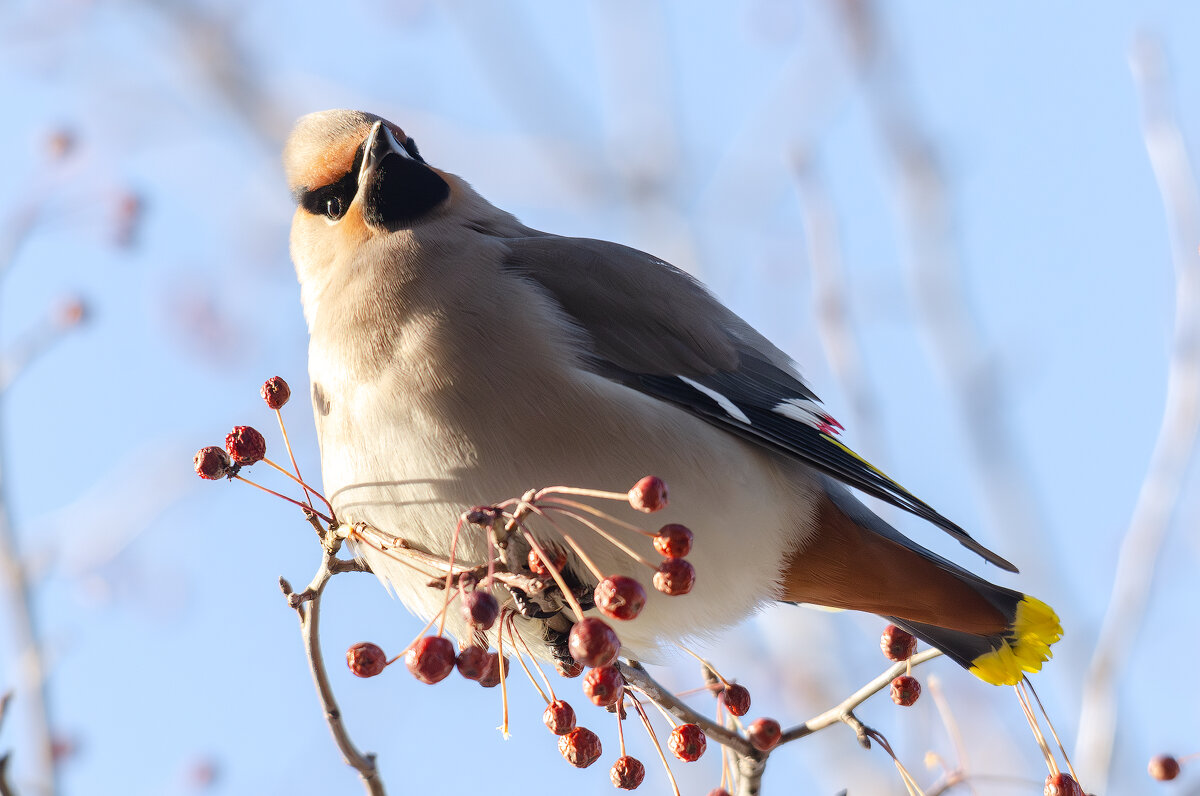 Свиристель. - Виктор Иванович Чернюк