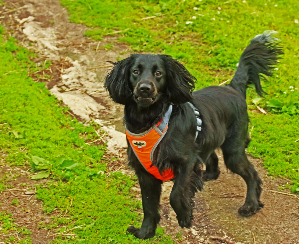 Июнь...И черный, и злой песик! - Владимир 