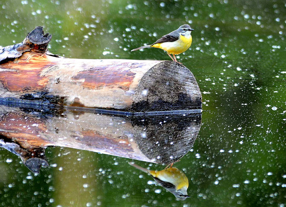 Тихое утро - Михаил Белоусов